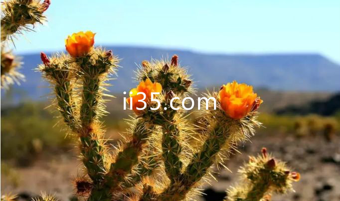 世界十大最美丽沙漠：北美西南部索诺拉沙漠