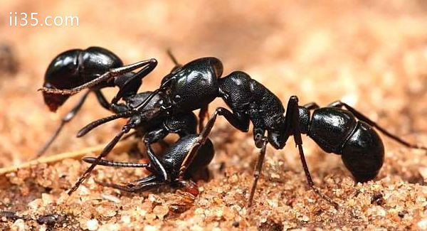 世界上最聪明的动物：蚂蚁