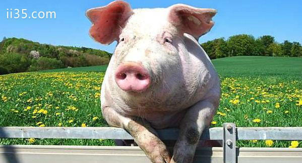 世界上最聪明的动物：猪