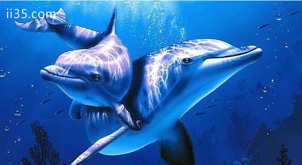 世界上最聪明的动物：海豚