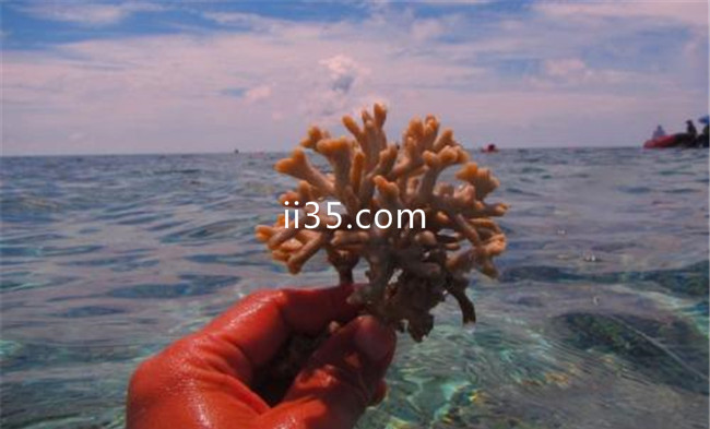 海南珊瑚