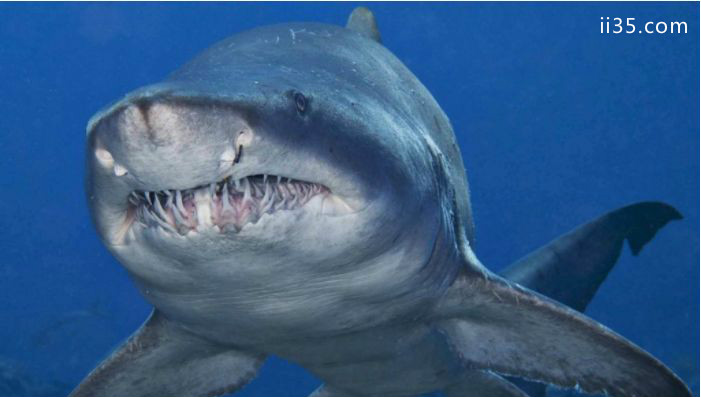 公牛鲨