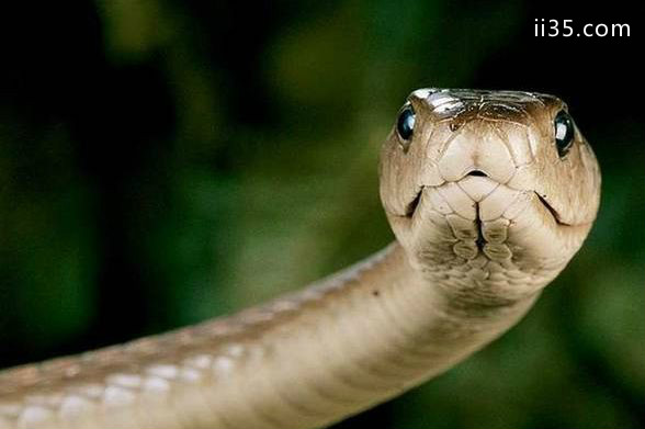 黑曼巴蛇 4.3米