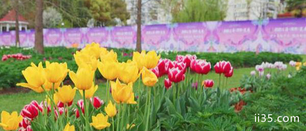 2020年上海国际花展延期 上海国际花展举办时间和活动介绍