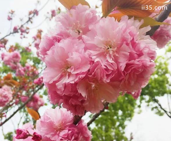 宁波植物园赏花攻略 现在有什么花可以看