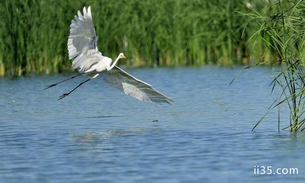 天津大黄堡湿地自然保护区怎么样