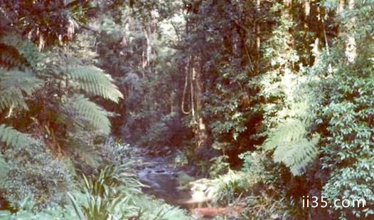 澳大利亚的古冈瓦纳雨林
