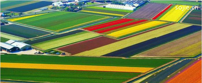世界十大最神奇的旅游景点：荷兰郁金香场