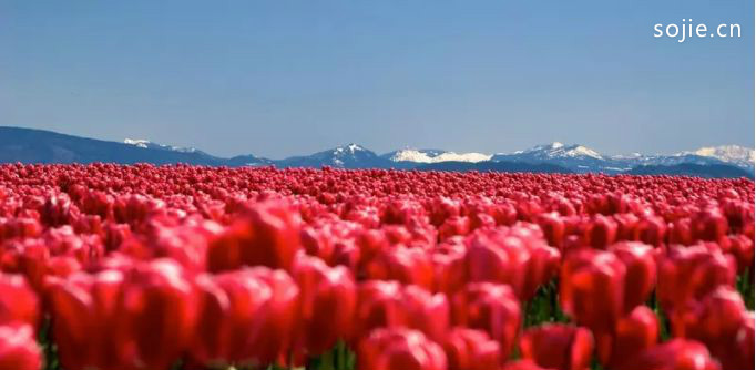 美国十大最美丽的旅游景点：华盛顿绚丽多彩的花田