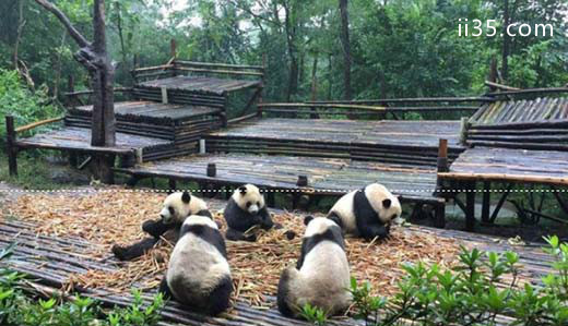 大熊猫基地