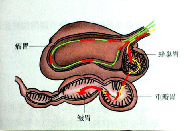 爆肚猪肚鸡毛肚火锅中国哪里的肚dǔ子最好吃