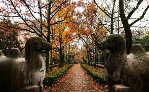 南京秋天最美的地方在哪里  南京银杏叶景区有哪些