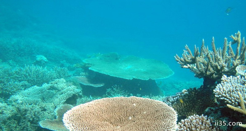 世界潜水地点推荐之首 帕劳群岛大断层(2)