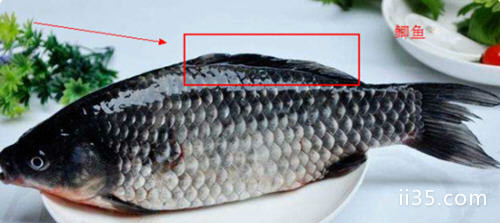 罗非鱼和鲫鱼的区别图片及辨别技巧5
